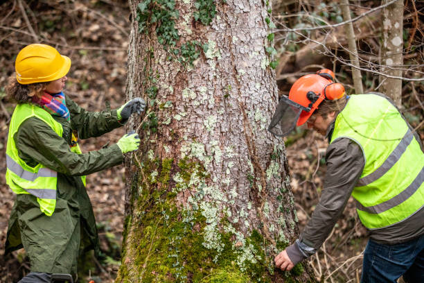  Lawrencevle, IL Tree Care Pros